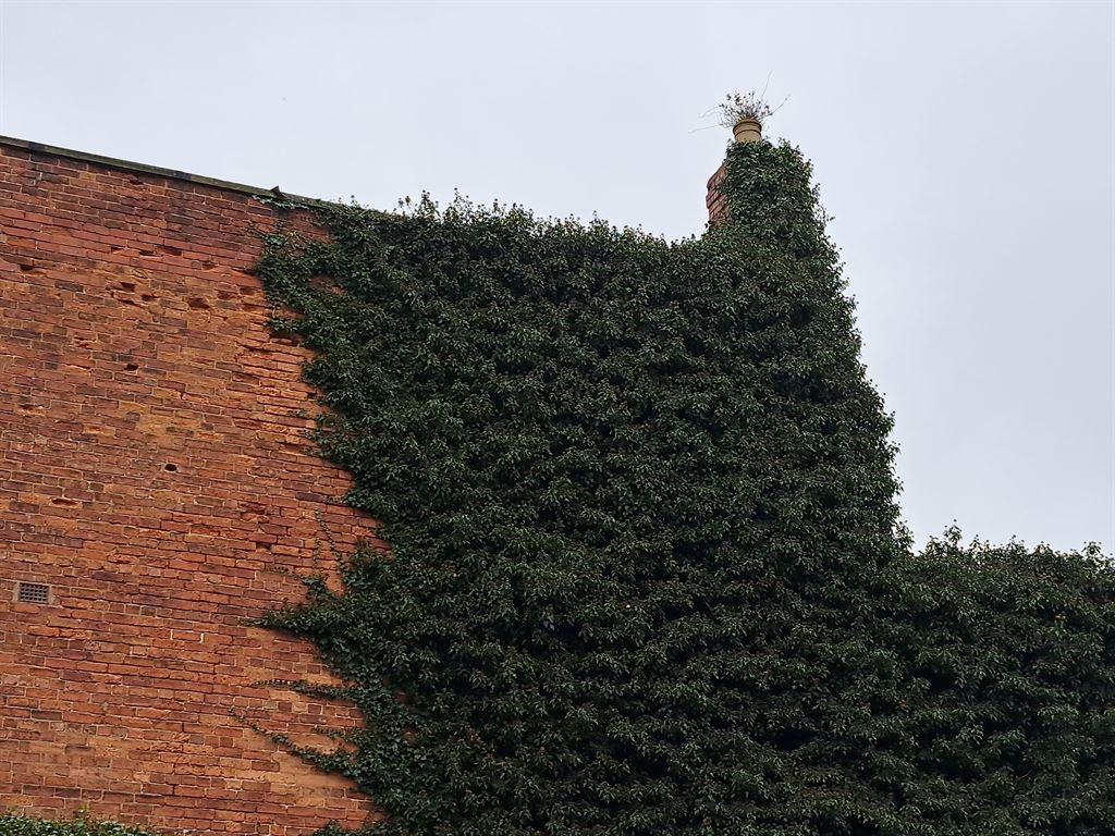 creeper