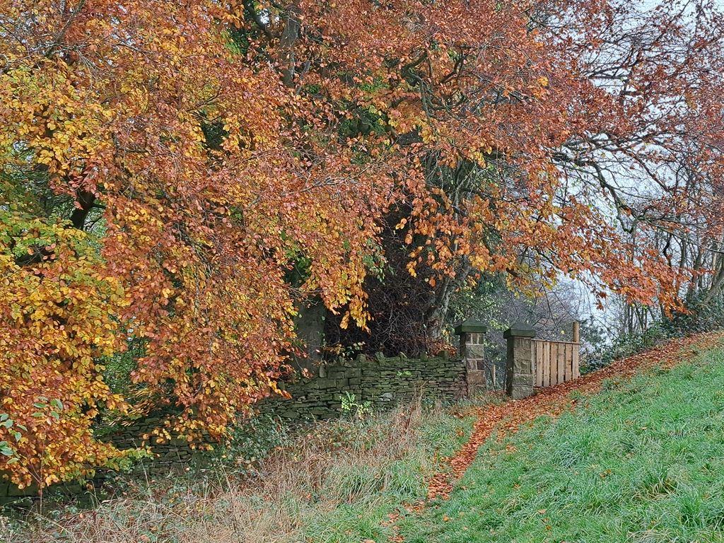 leaves1