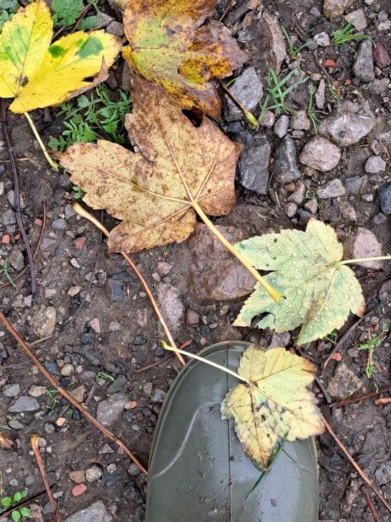 wellies
