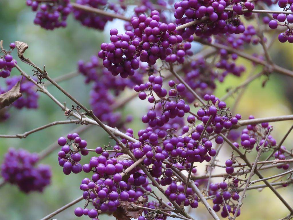 teenyberries