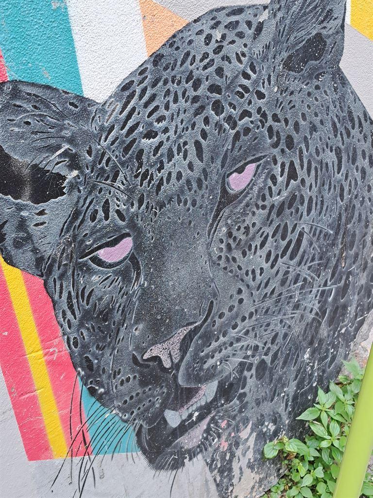 leopard