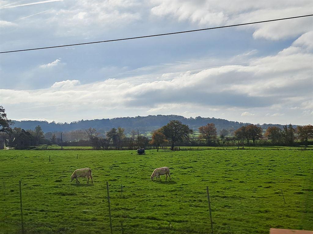 sheep