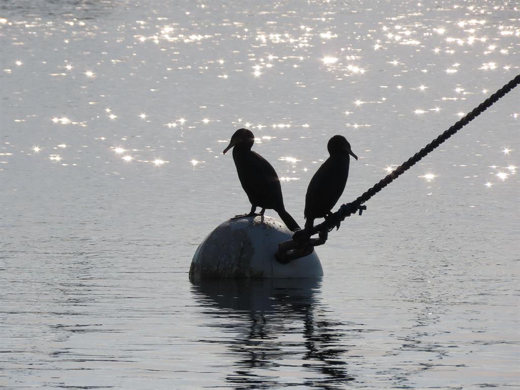 seabirds