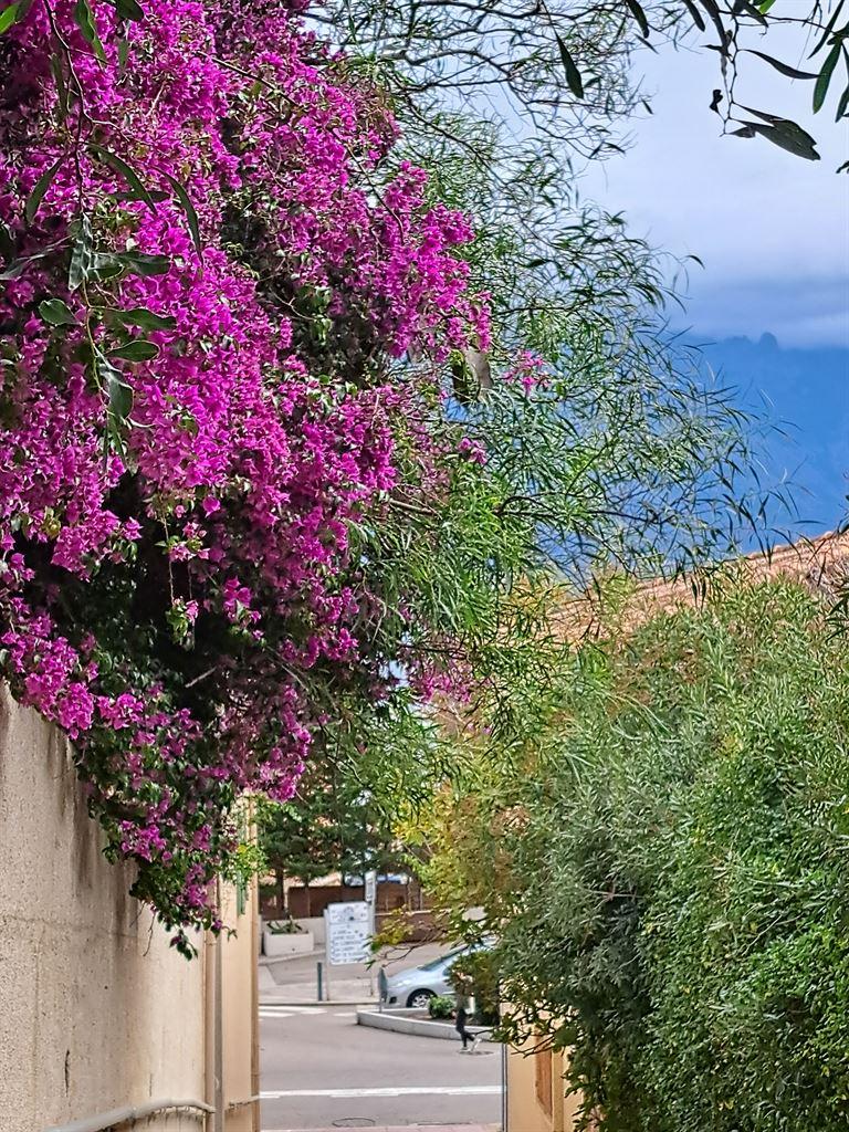bougainvillea1