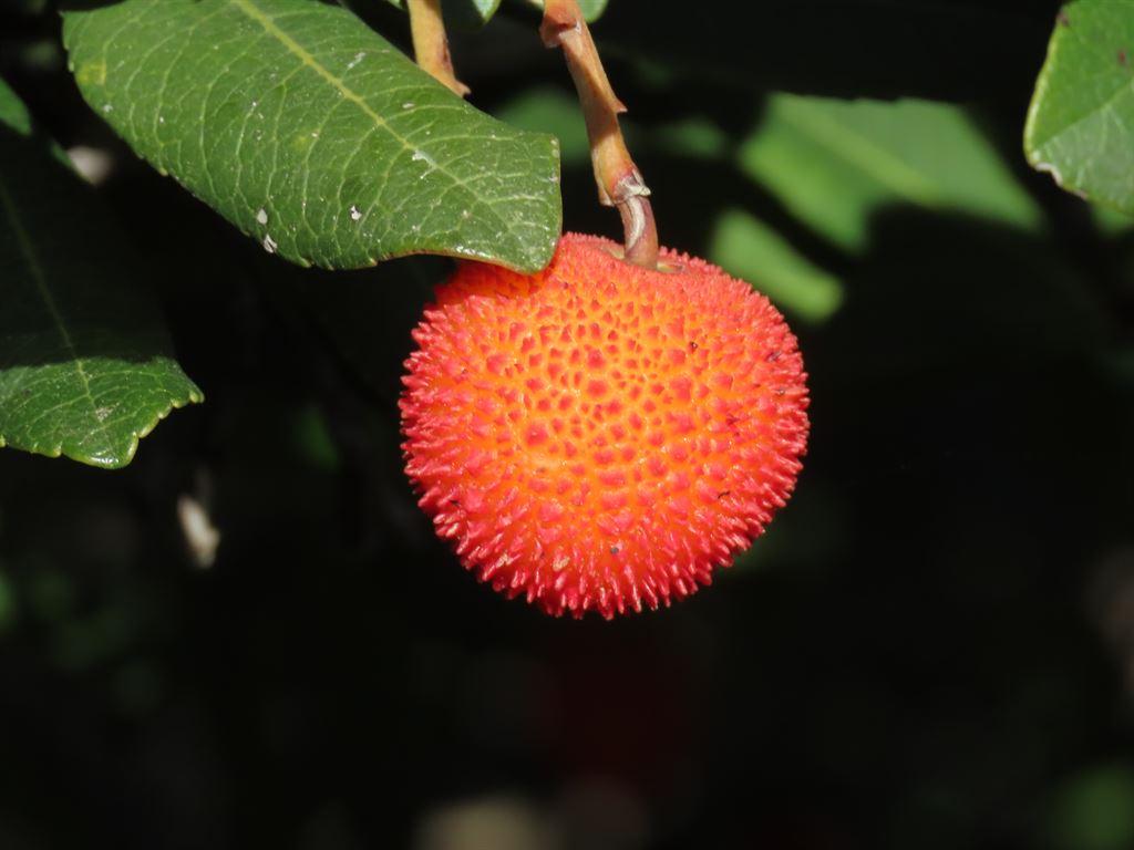 arbutus2