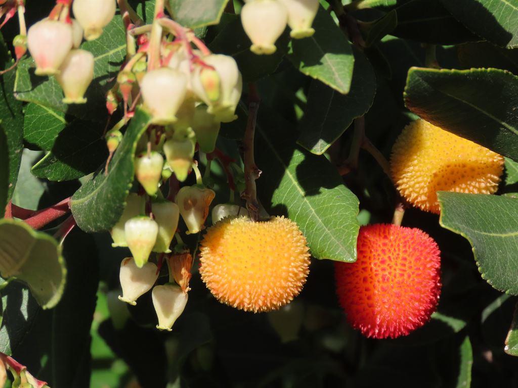arbutus1