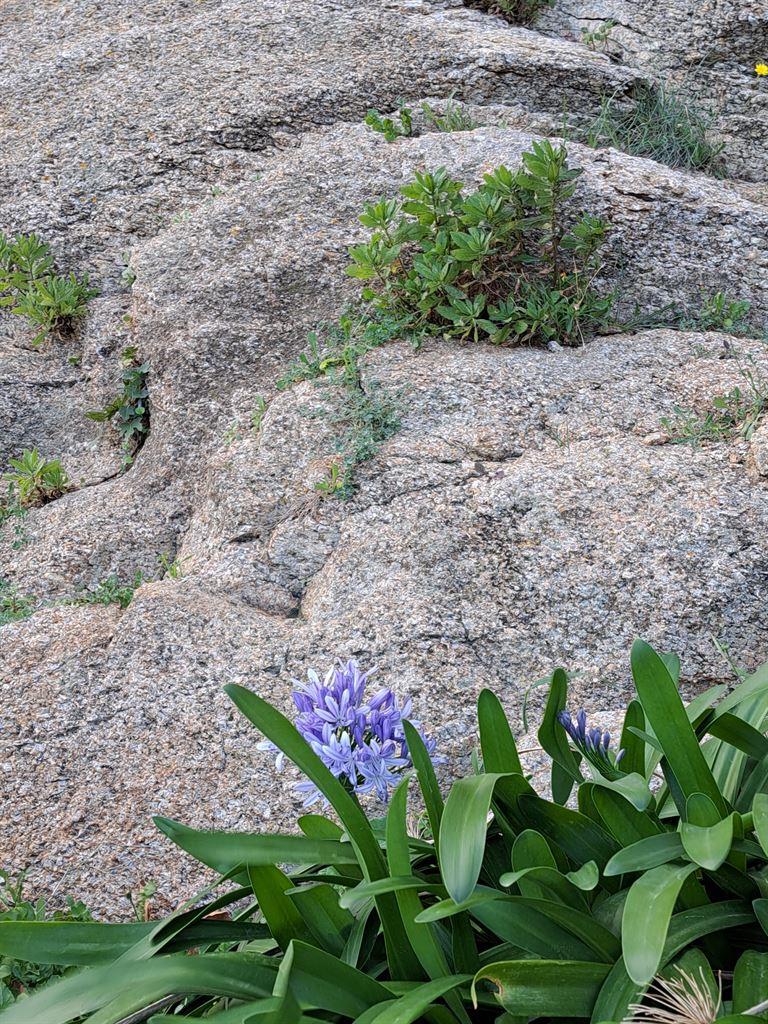 flowerinrock
