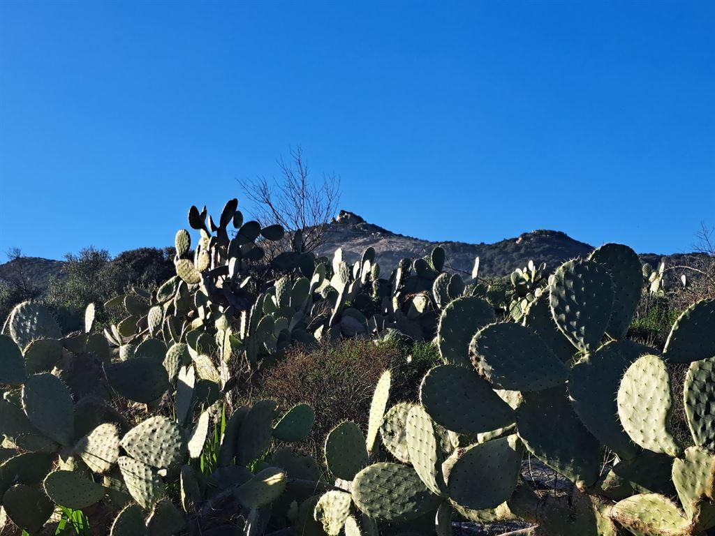 cactus