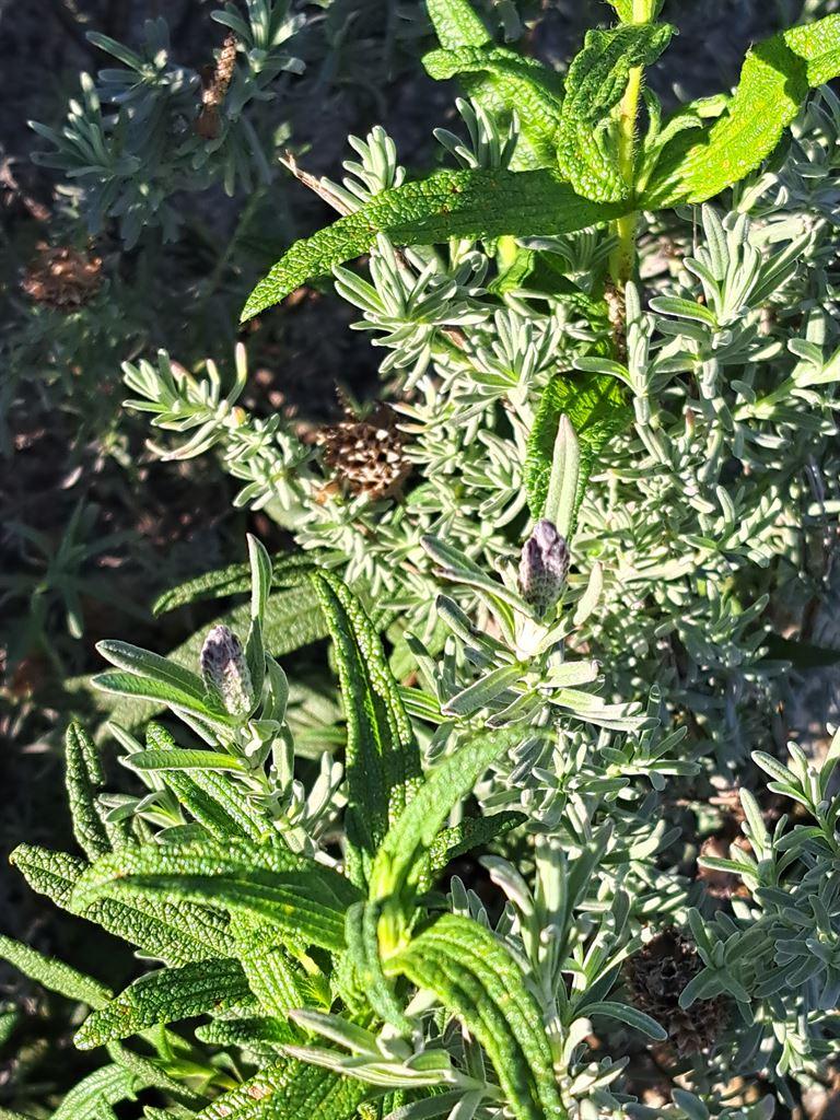 herbs