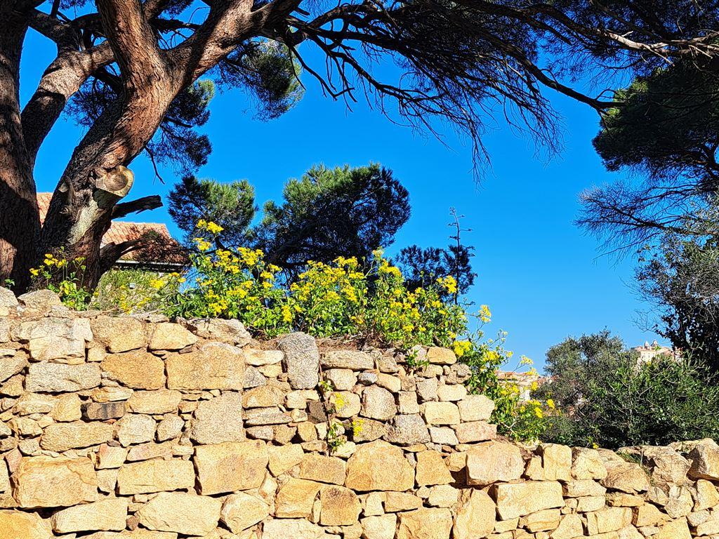 wall