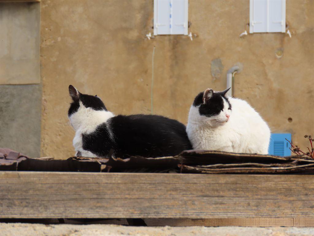 2cats