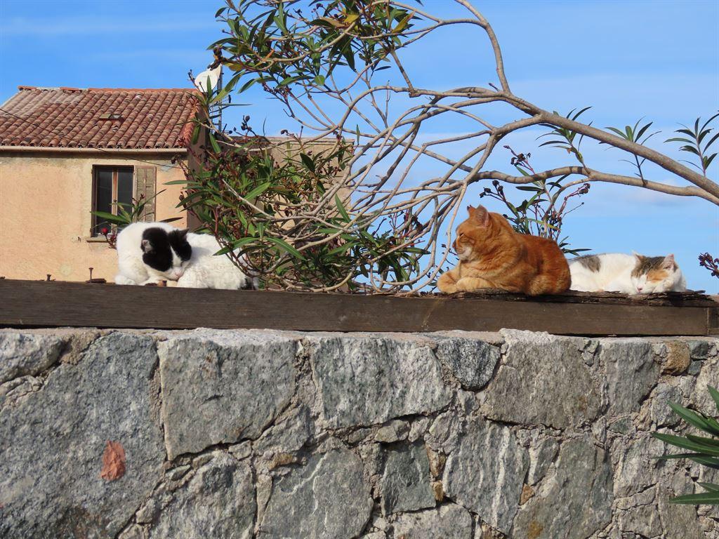 3cats