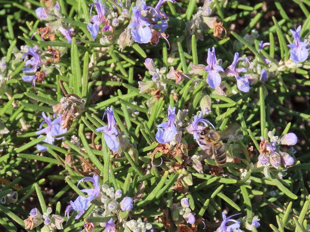 rosemary