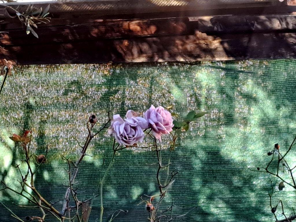 roses