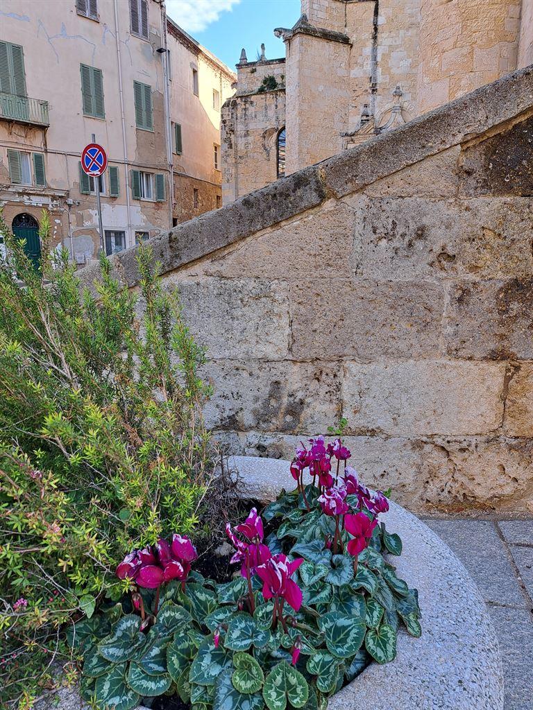 sassari1