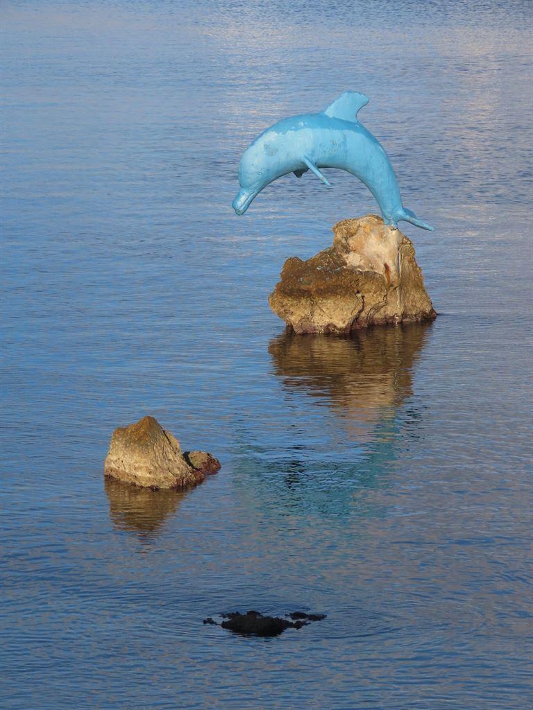 dolphin