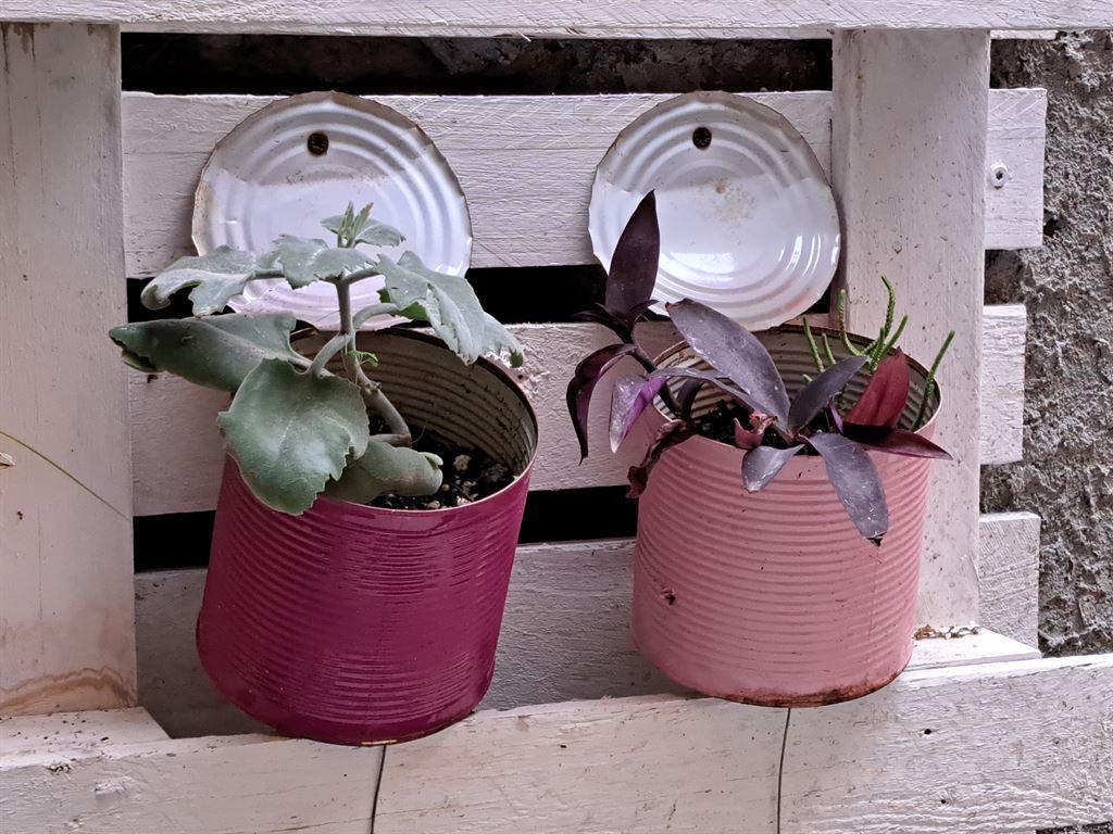 sassaricans
