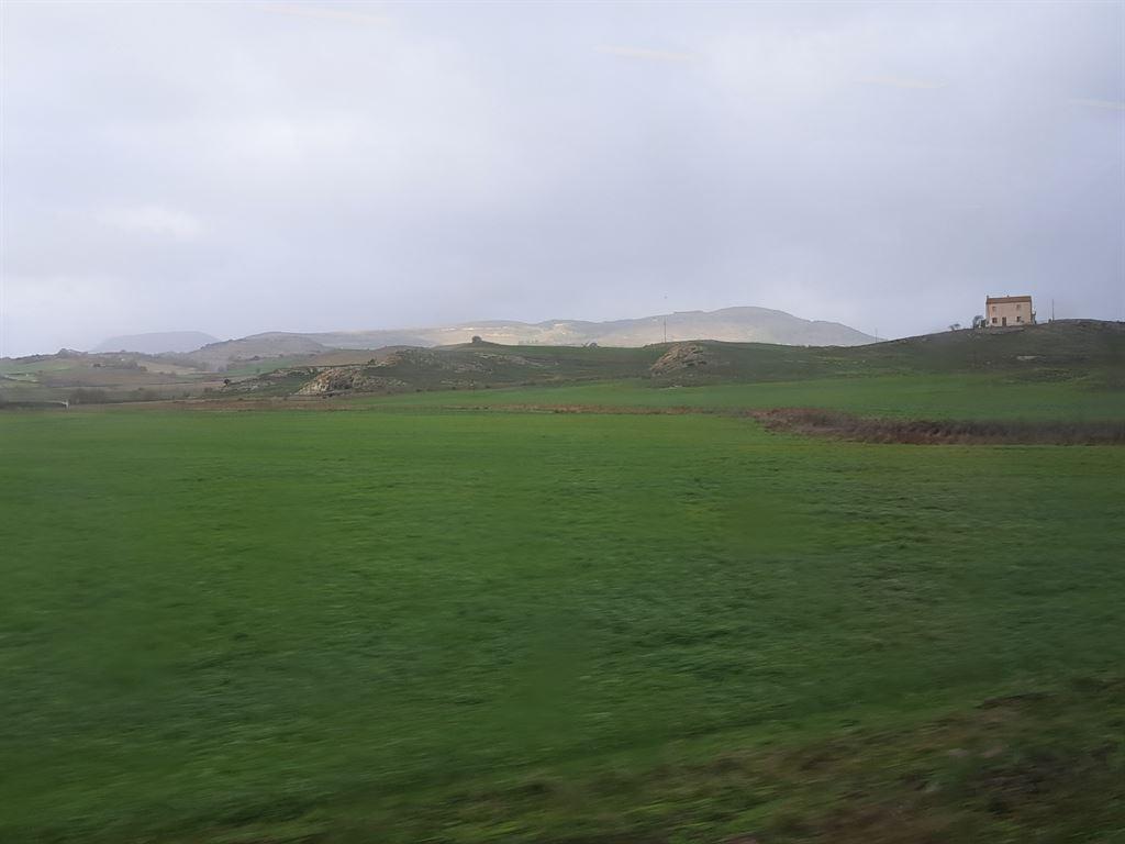 grass