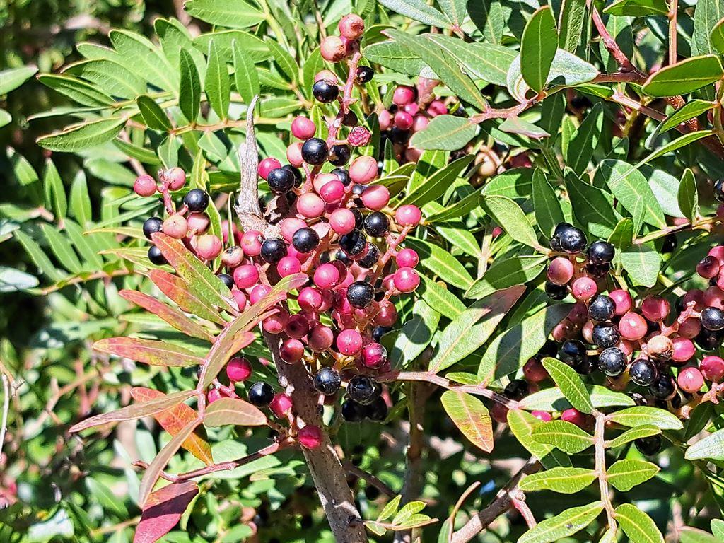 berries