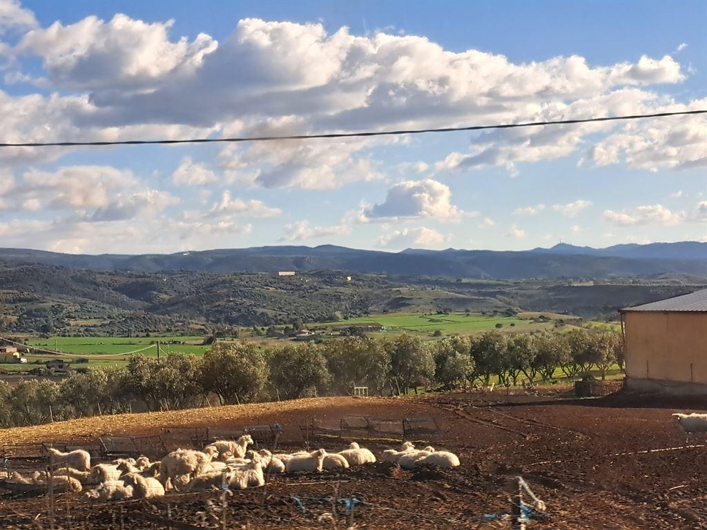 sheep