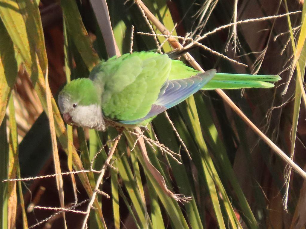 parrot