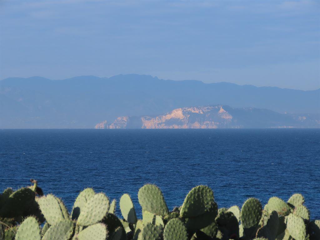 cactus&bay
