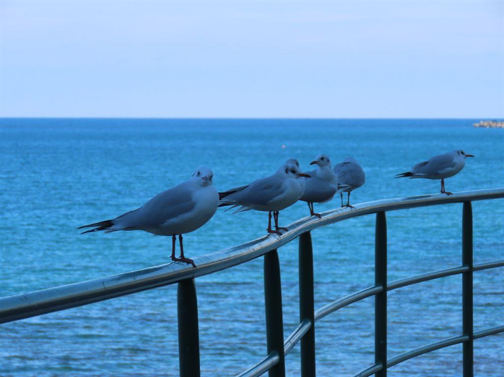 gulls