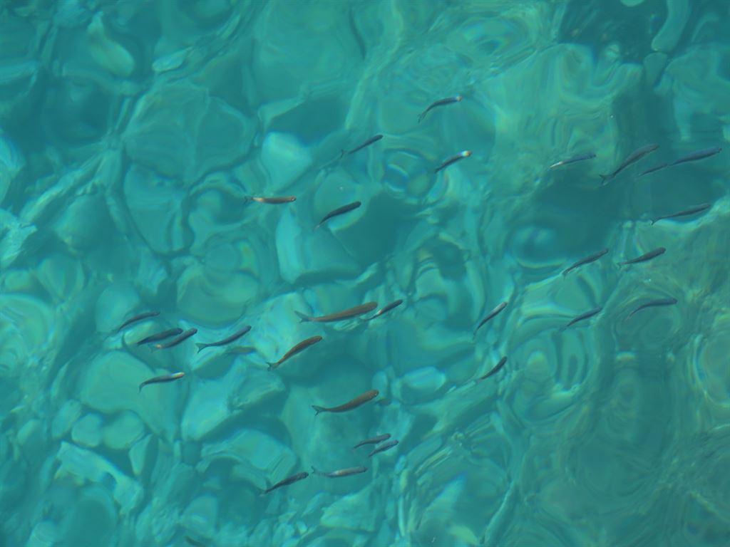fish