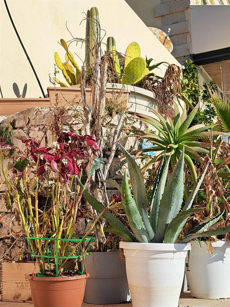 plants