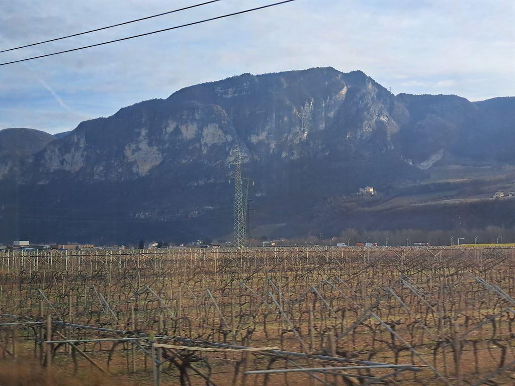 vines
