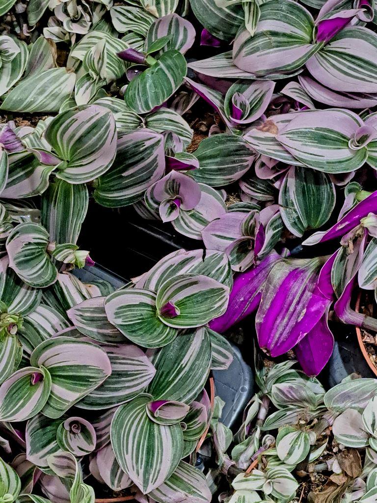 leaves
