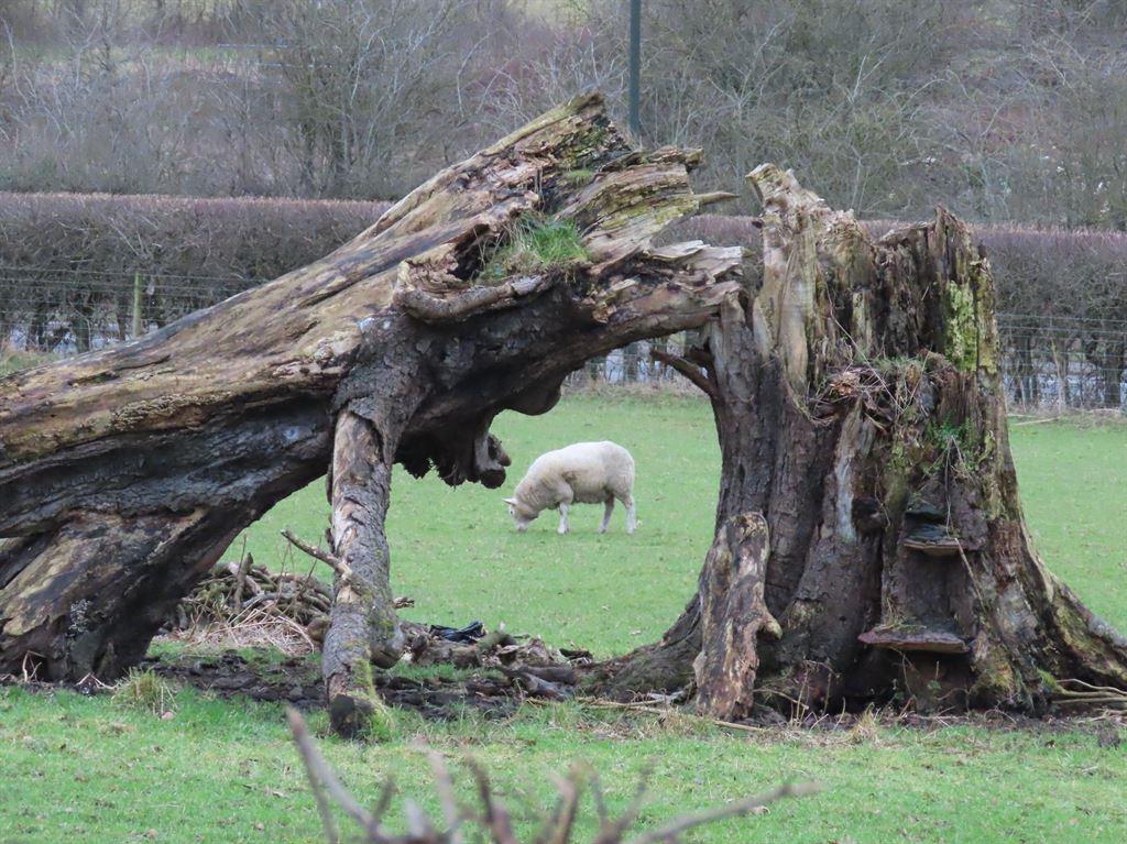 sheep