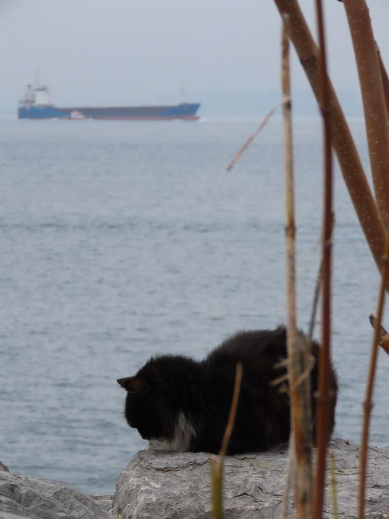 cat&boat