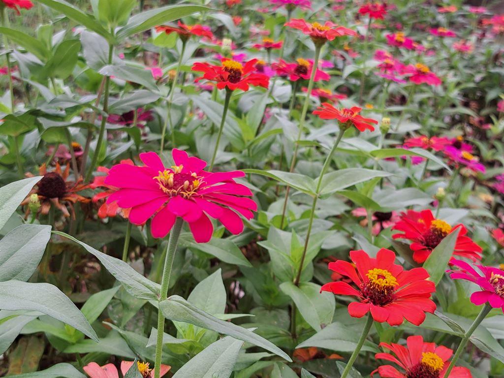 flowers