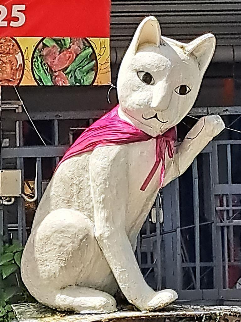 cat
