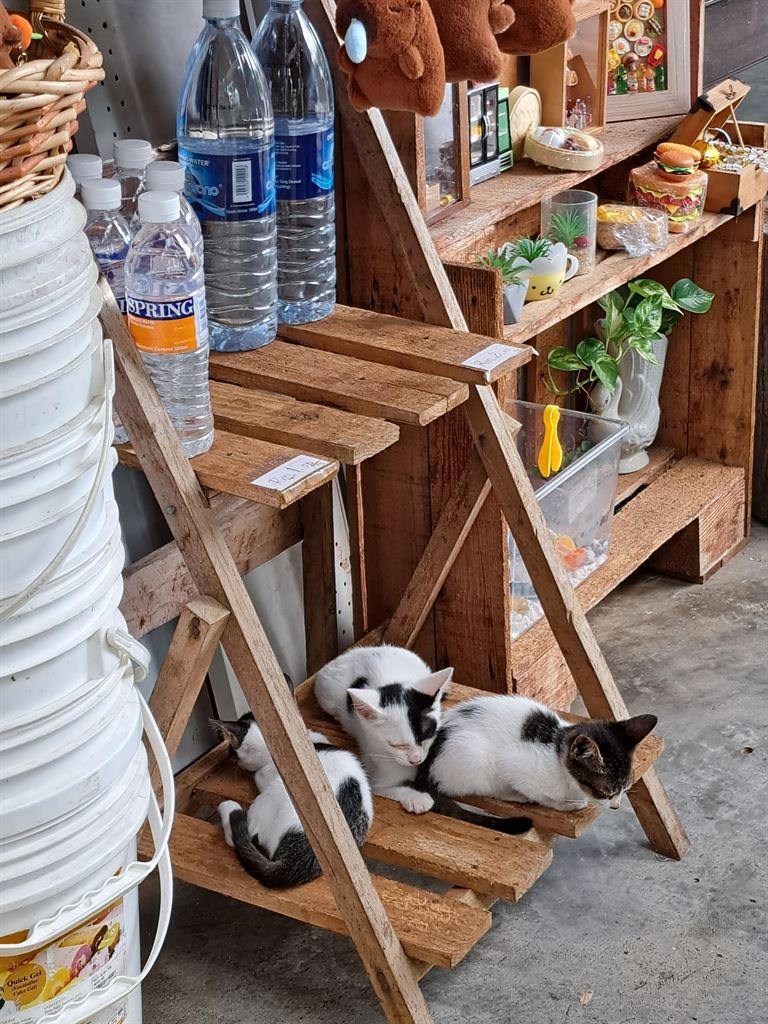 cats1