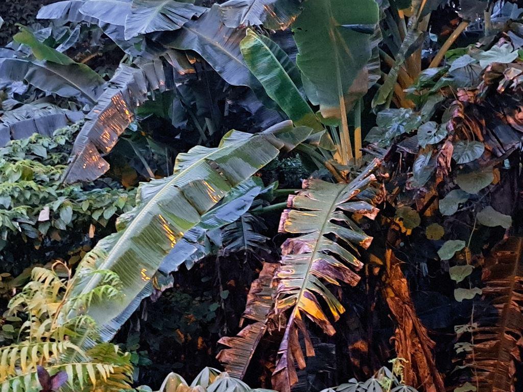 banana