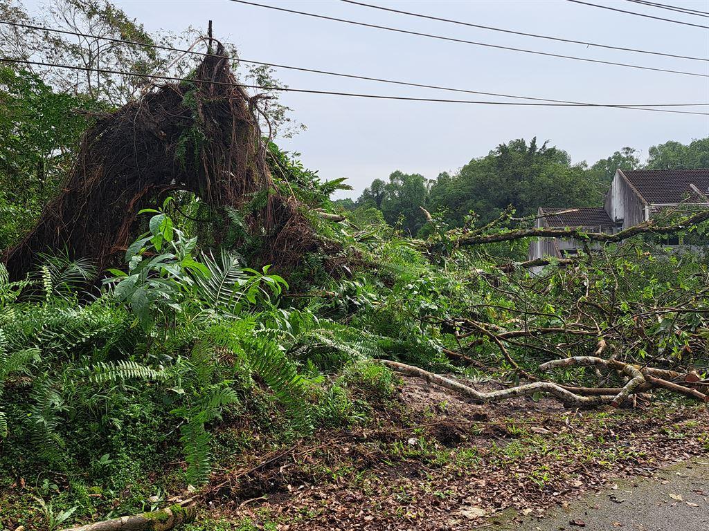 treedown