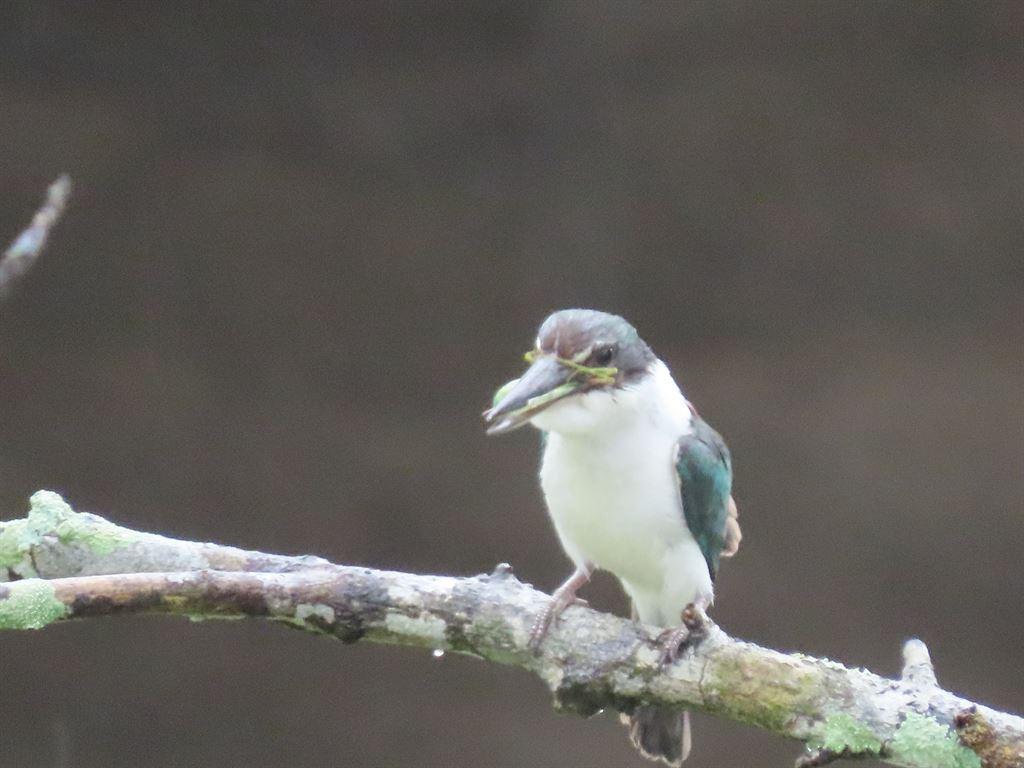 kingfisher