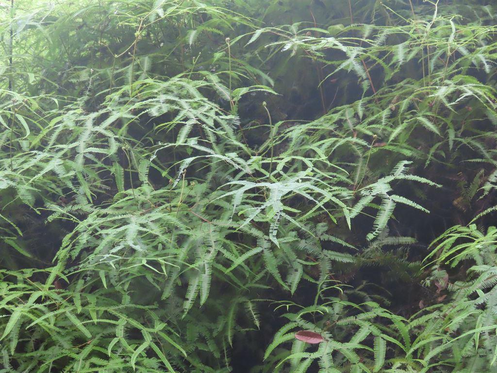 ferns