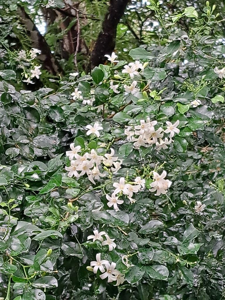 jasmine