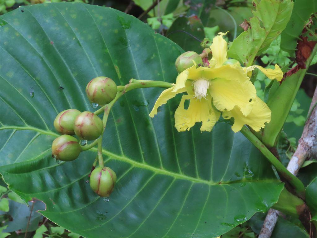 yellowflower1