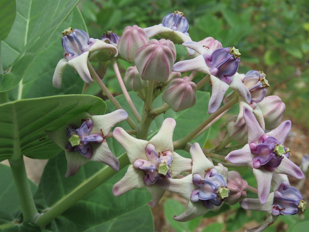 purpleflower