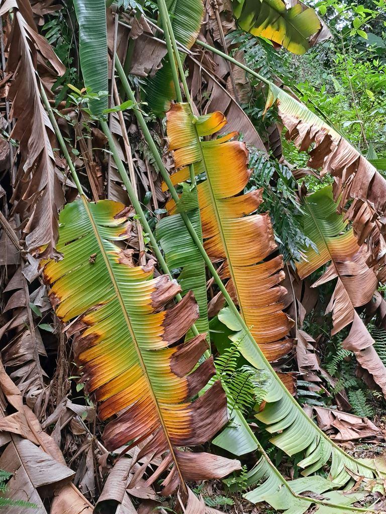 yellowleaf