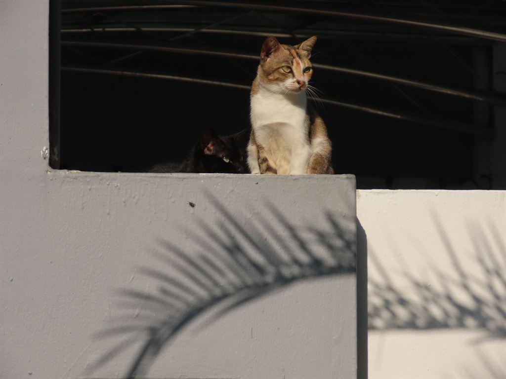 cat