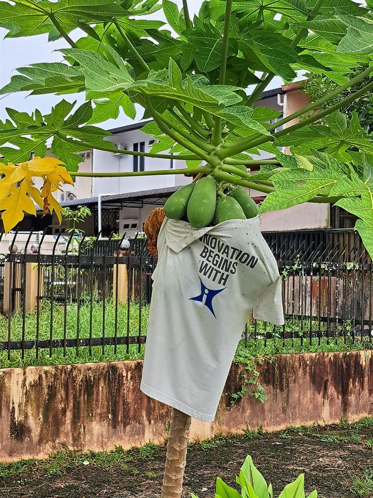 papaya