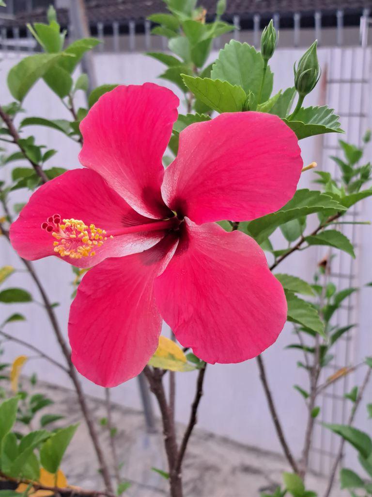 redflower