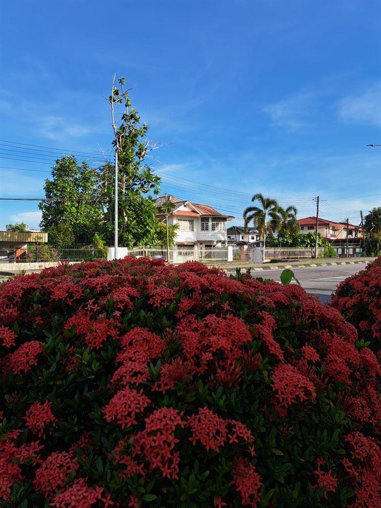 bush&house