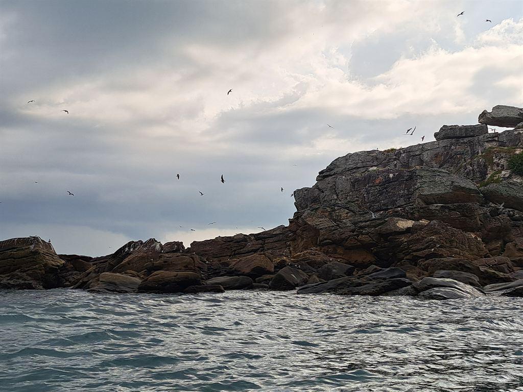 terns4