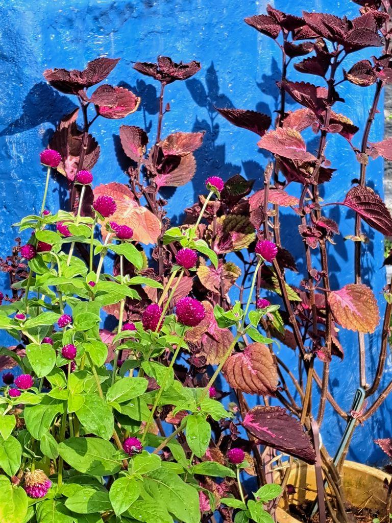 elephantflowers